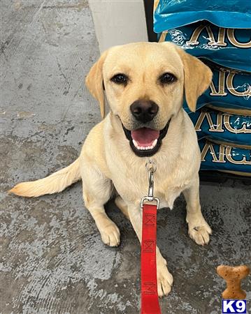 Labrador Retriever dog