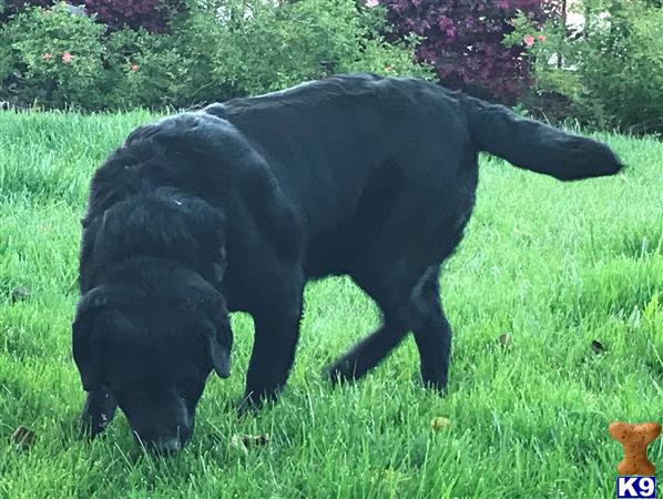 Labrador Retriever dog