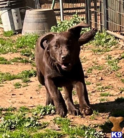 Labrador Retriever dog