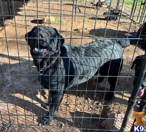 Labrador Retriever puppy for sale