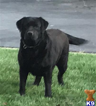 Labrador Retriever dog