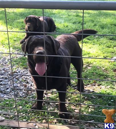 Labrador Retriever dog