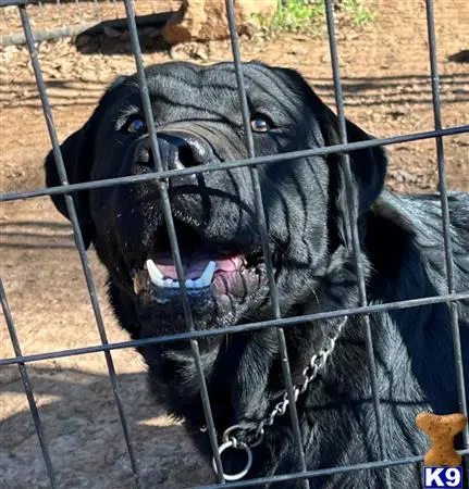Labrador Retriever puppy for sale