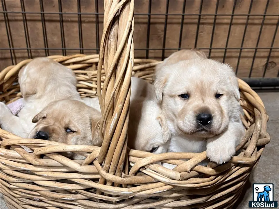 Labrador Retriever puppy for sale