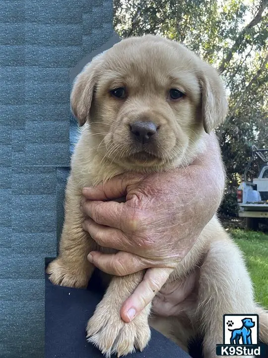 Labrador Retriever puppy for sale