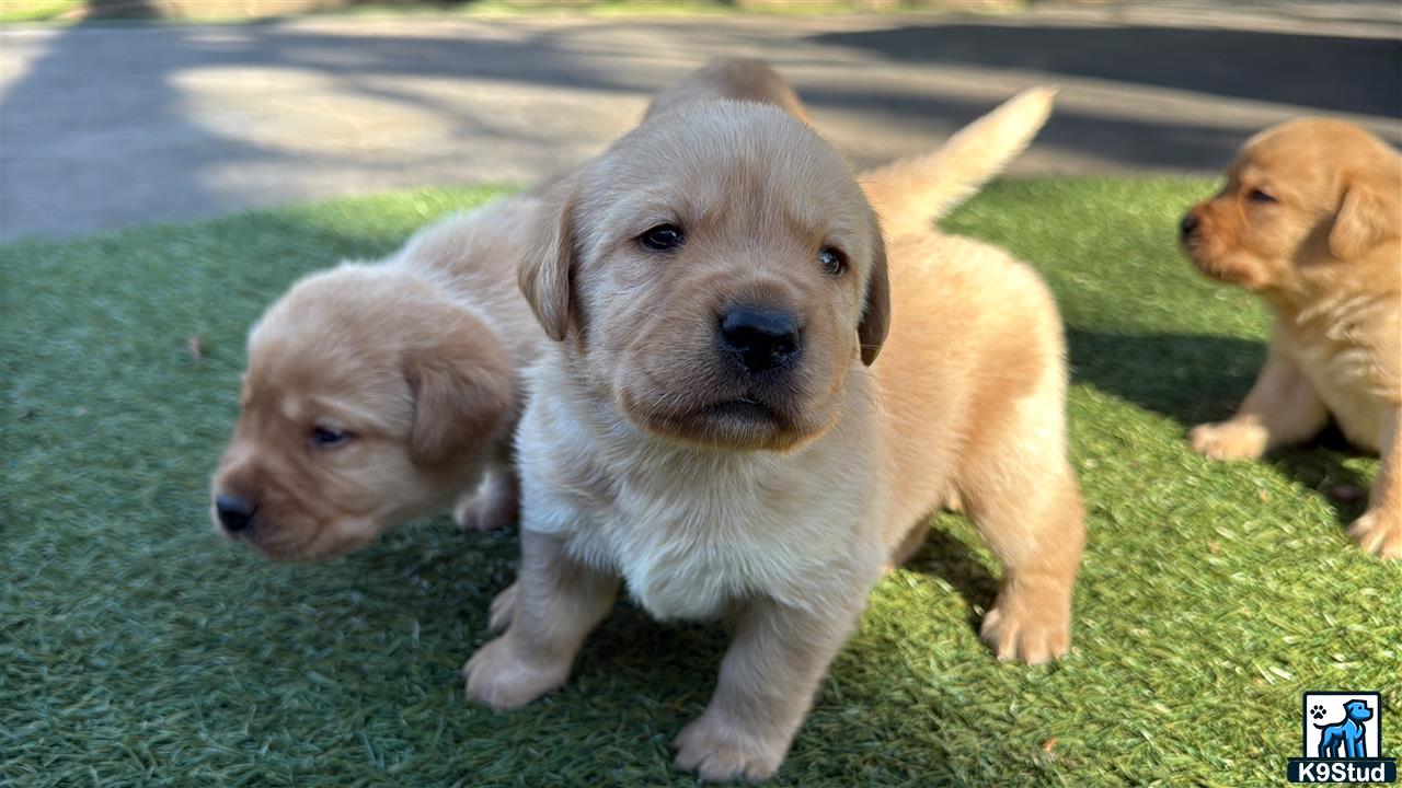 Labrador Retriever