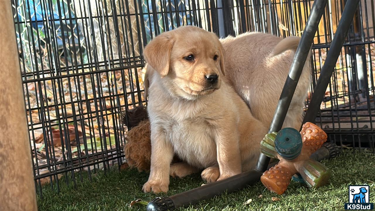 a labrador retriever puppy in a cage