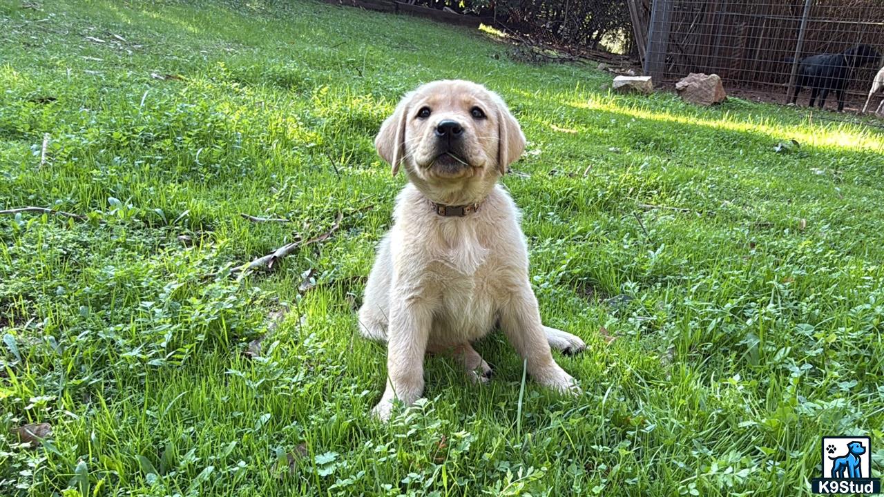 a labrador retriever dog sitting in the grass