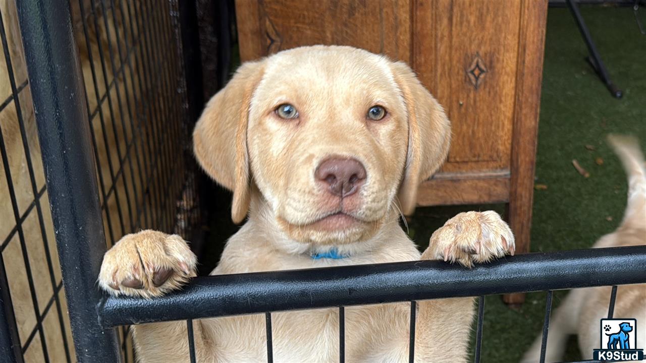 a labrador retriever dog looking through a fence