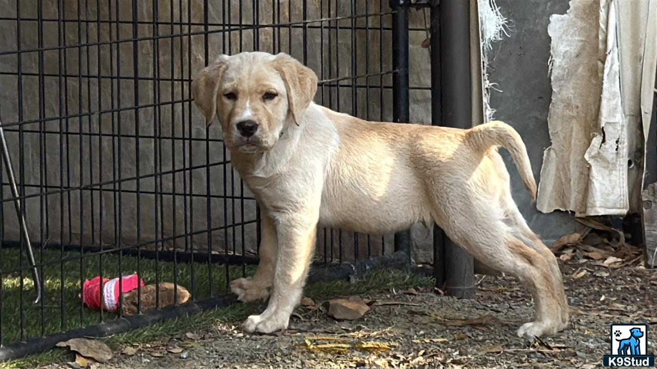 a labrador retriever dog in a cage