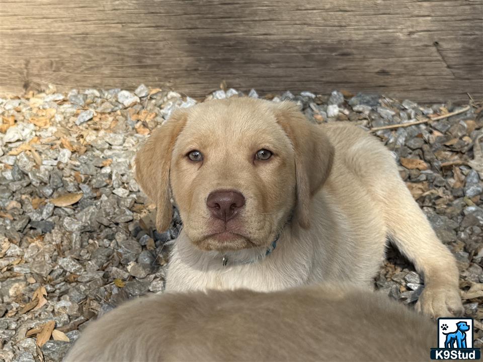 a labrador retriever dog lying on a rock
