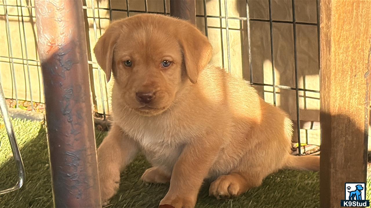 a labrador retriever puppy in a cage