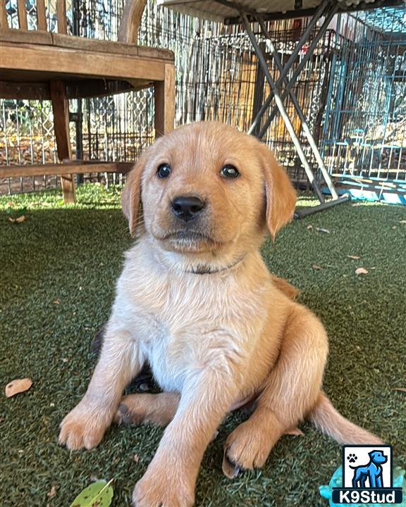a labrador retriever puppy lying on grass