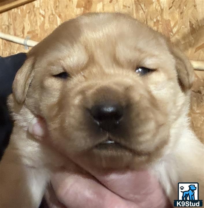a labrador retriever dog with its mouth open