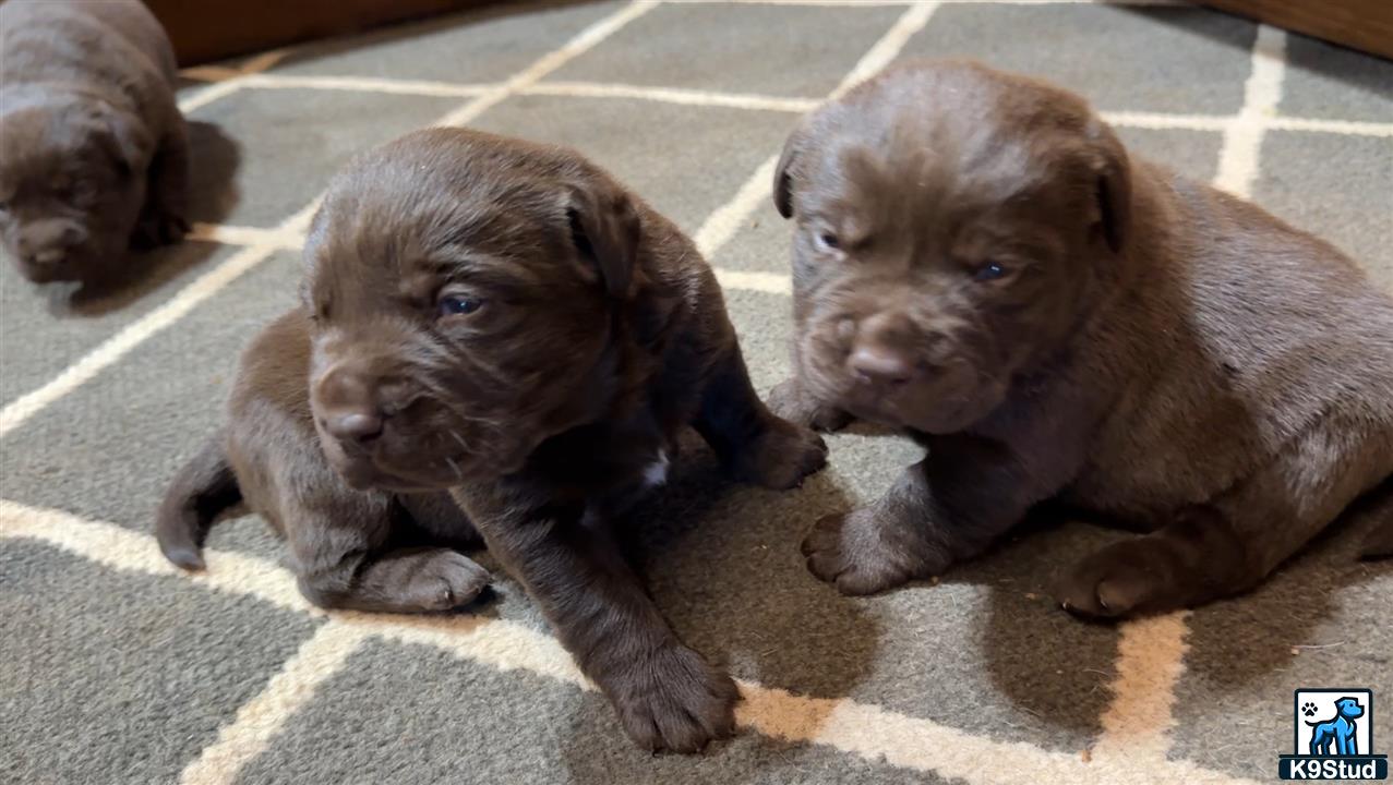 a couple of labrador retriever puppies lying on the ground