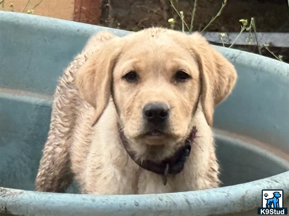 a labrador retriever dog lying on a blue surface