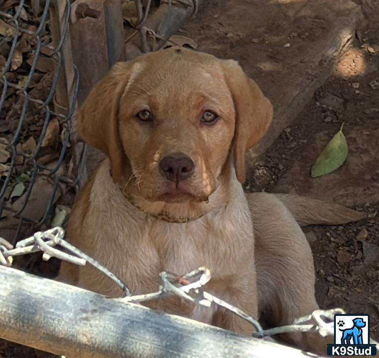 a labrador retriever dog sitting on a log