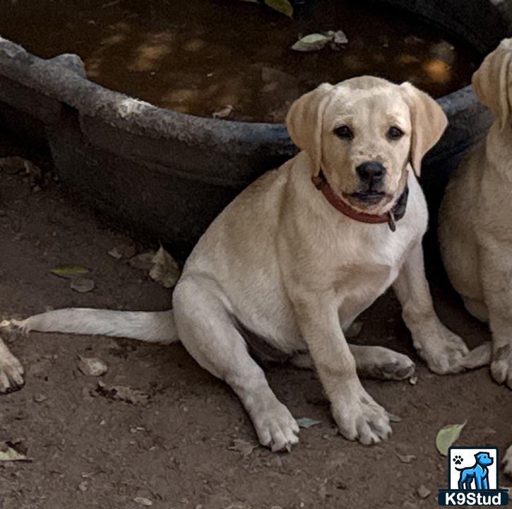 a labrador retriever dog sitting on the ground