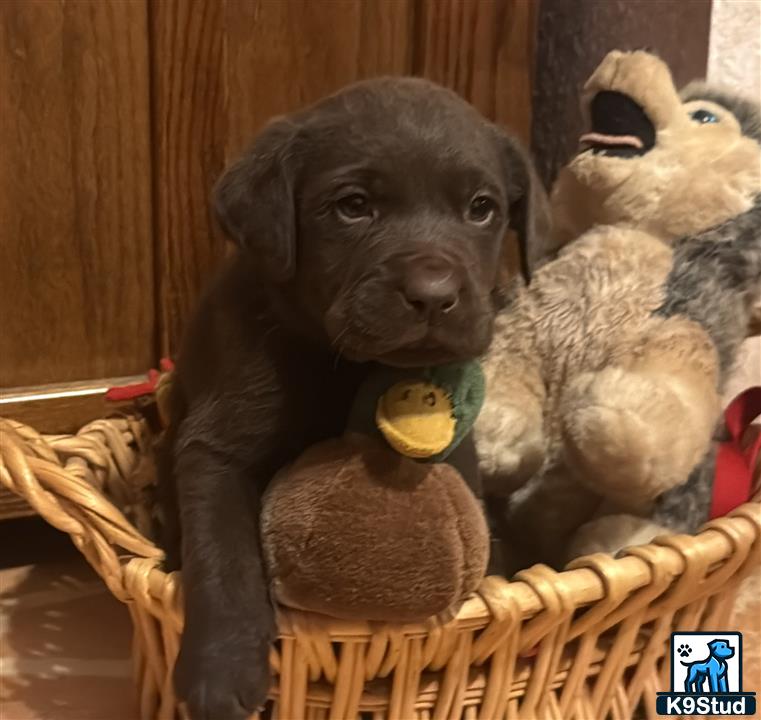 a labrador retriever dog in a basket