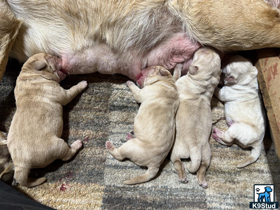 a labrador retriever dog and several baby labrador retriever puppies