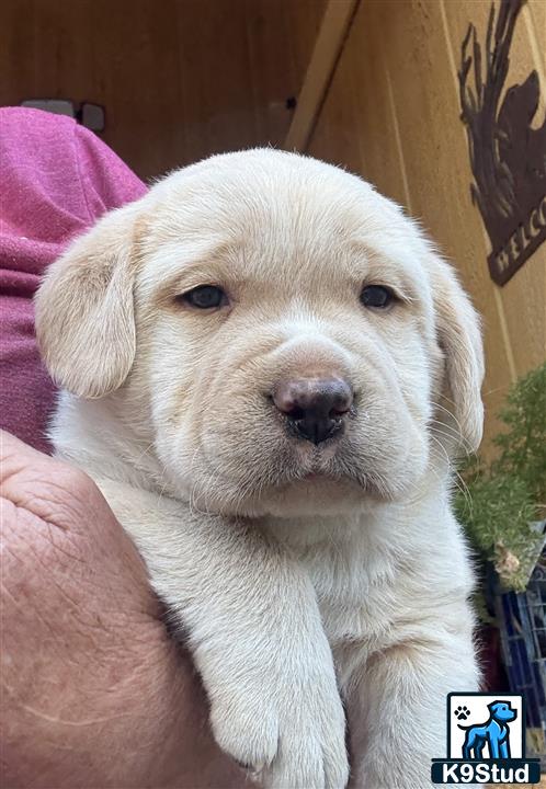 a white labrador retriever puppy in a persons lap