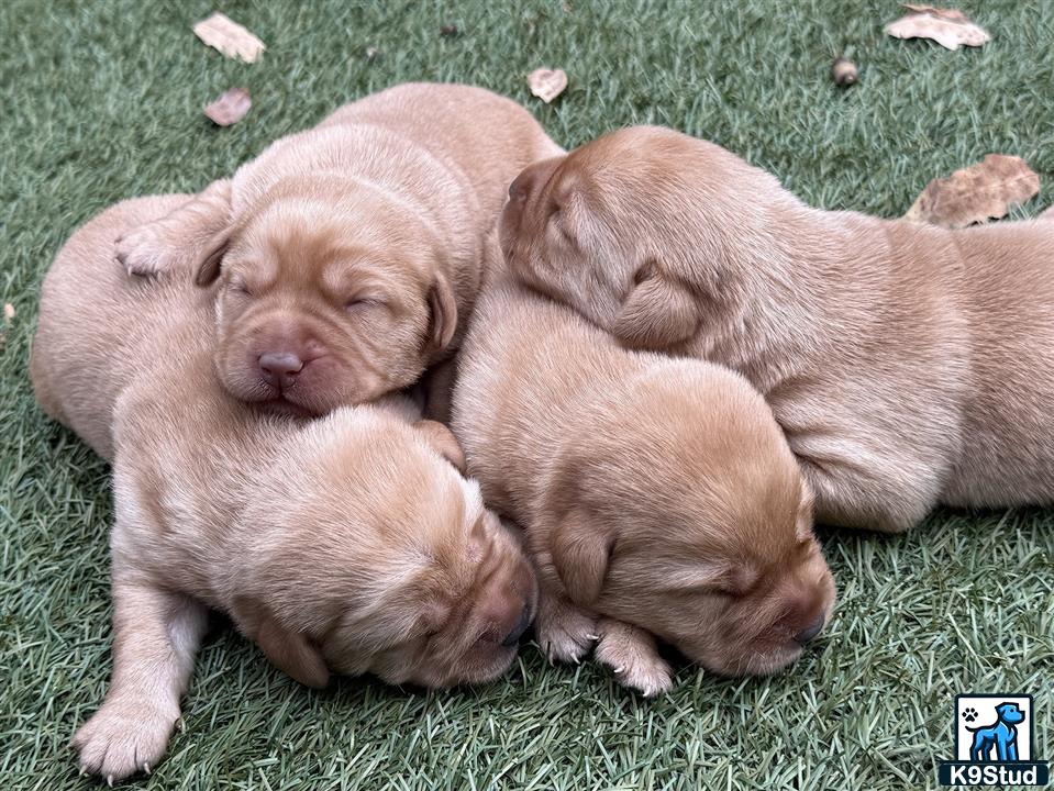 a group of labrador retriever puppies lying on grass