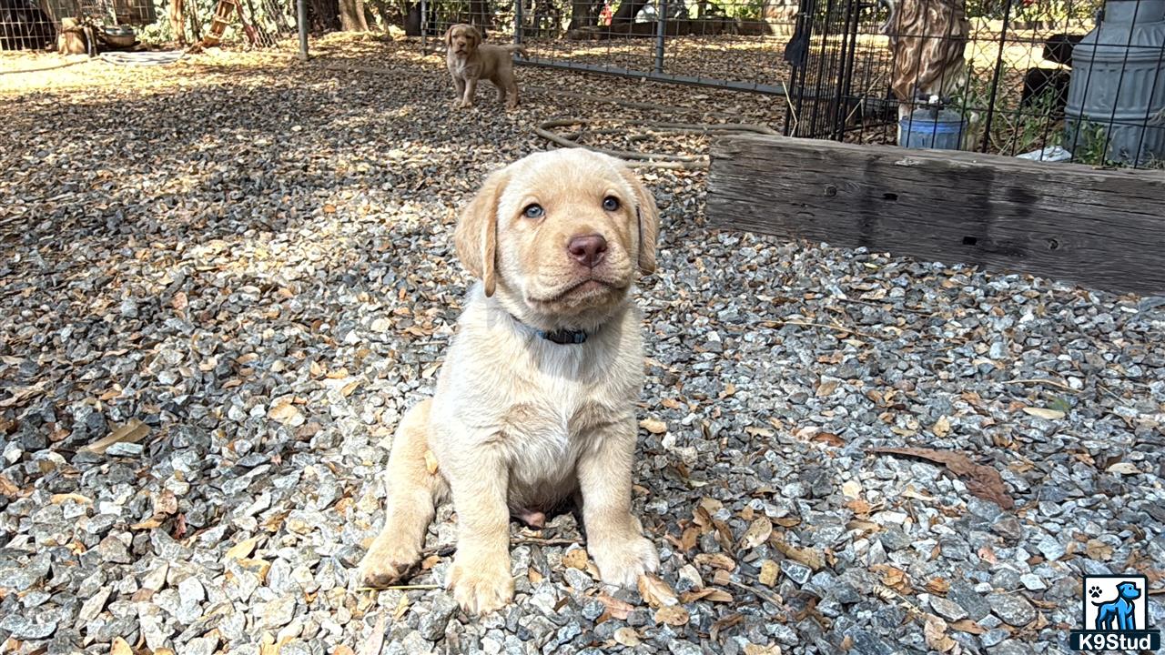 a labrador retriever dog sitting on leaves