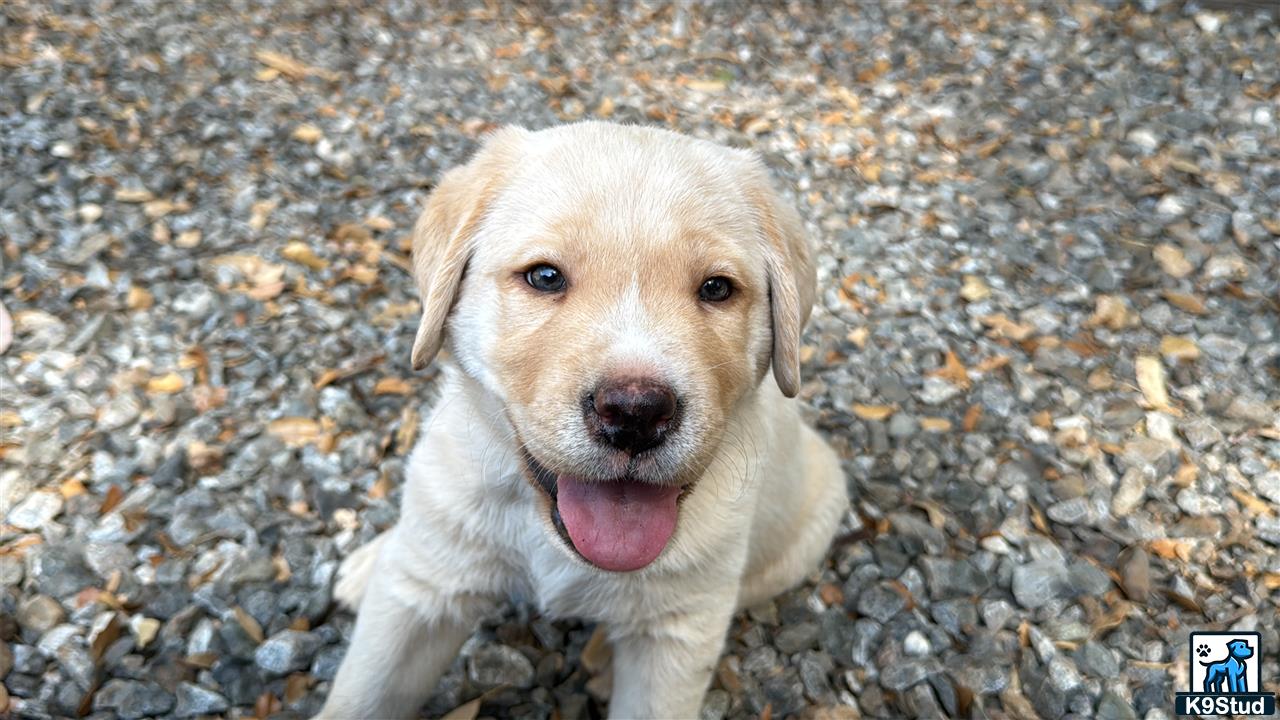 a labrador retriever dog standing on a rocky surface
