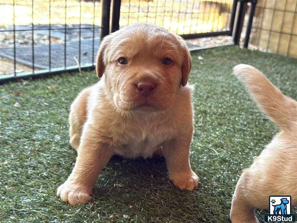 Labrador Retriever