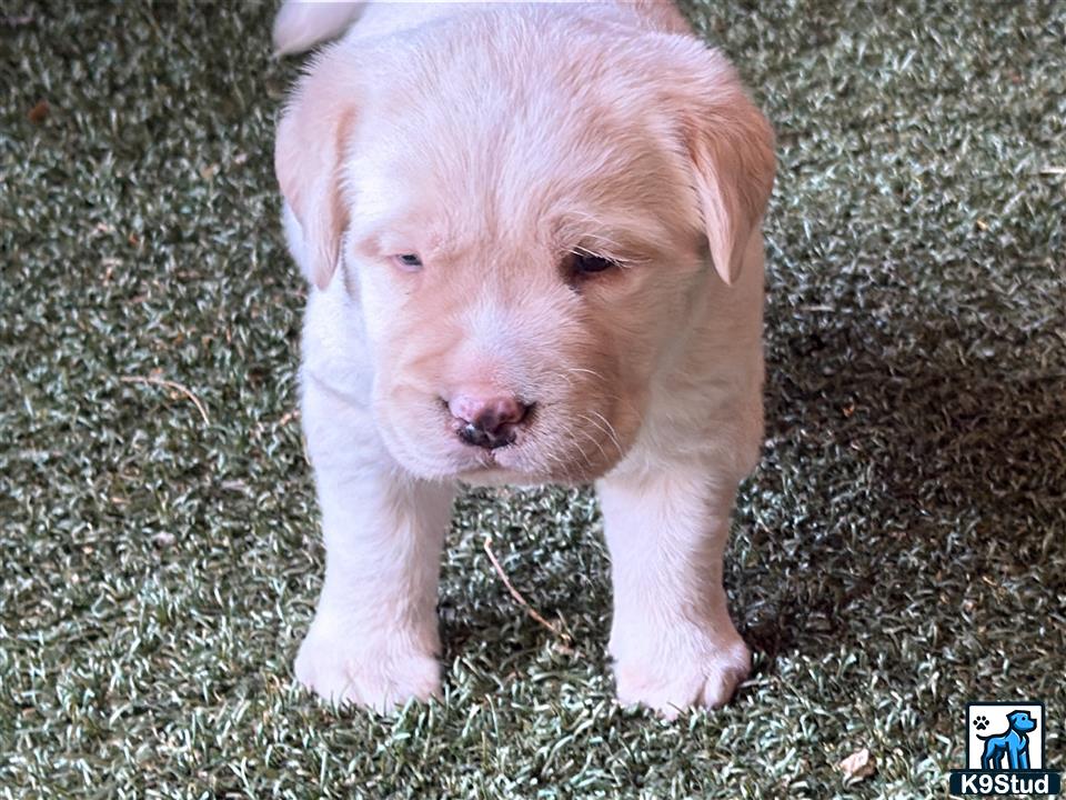 a labrador retriever puppy walking on grass