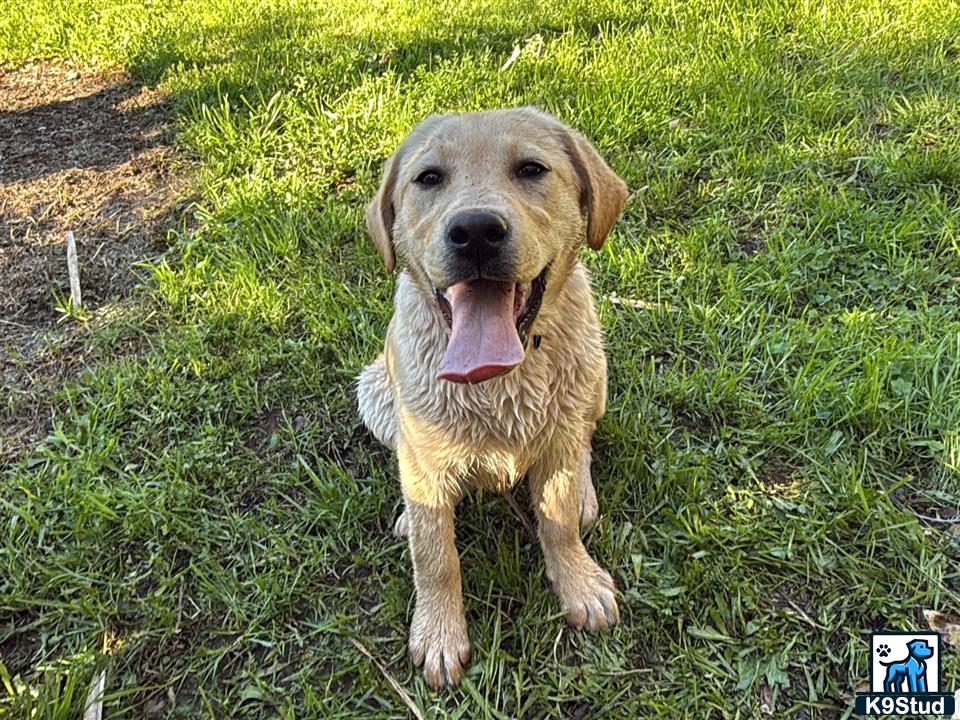 a labrador retriever dog sitting in the grass