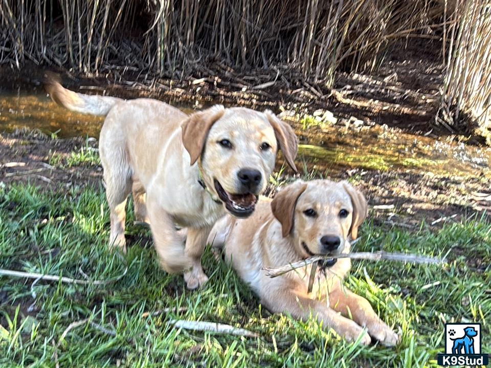 two labrador retriever dogs on a leash