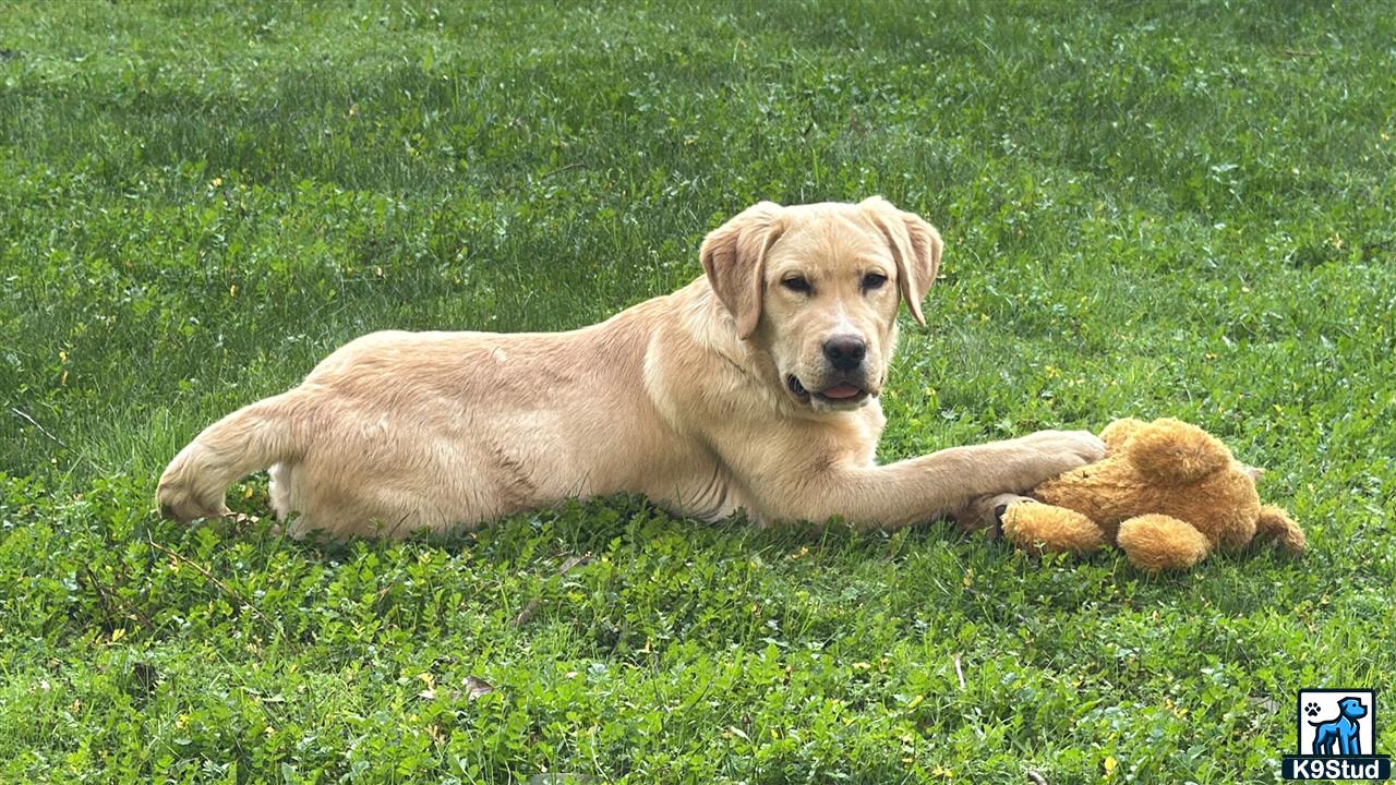 a labrador retriever dog lying in the grass