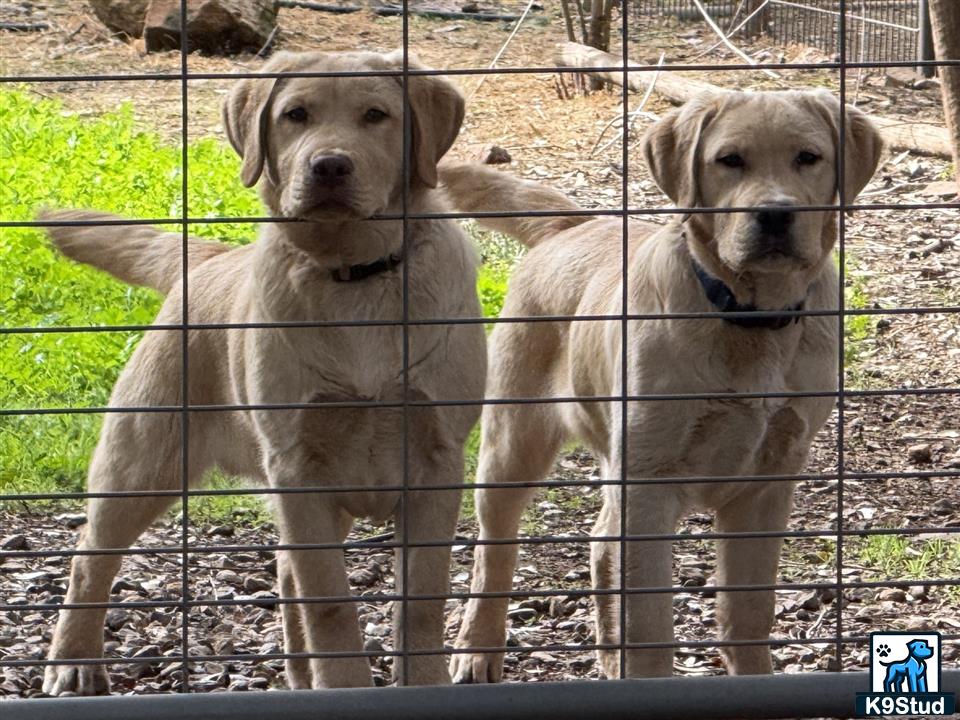 a couple of labrador retriever dogs behind a fence
