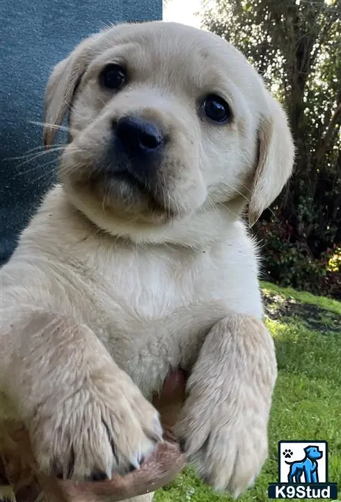 Labrador Retriever puppy for sale