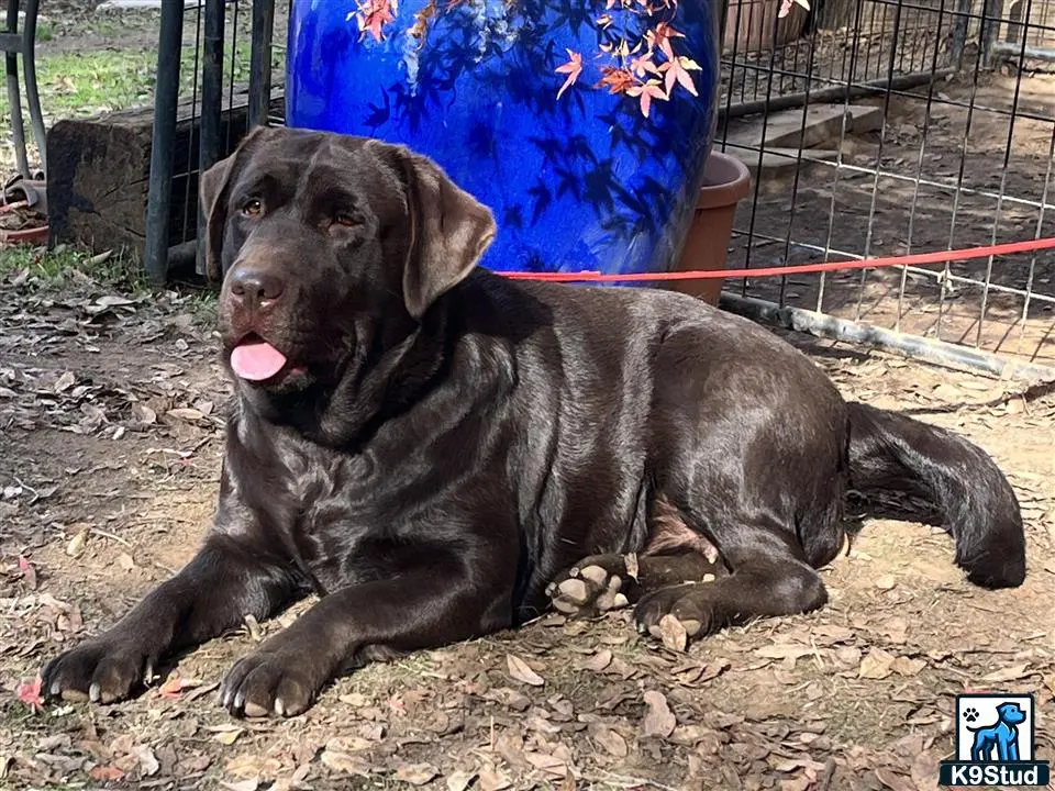 Labrador Retriever puppy for sale: Chocolate Labrador Retriever lying on the ground with tongue out