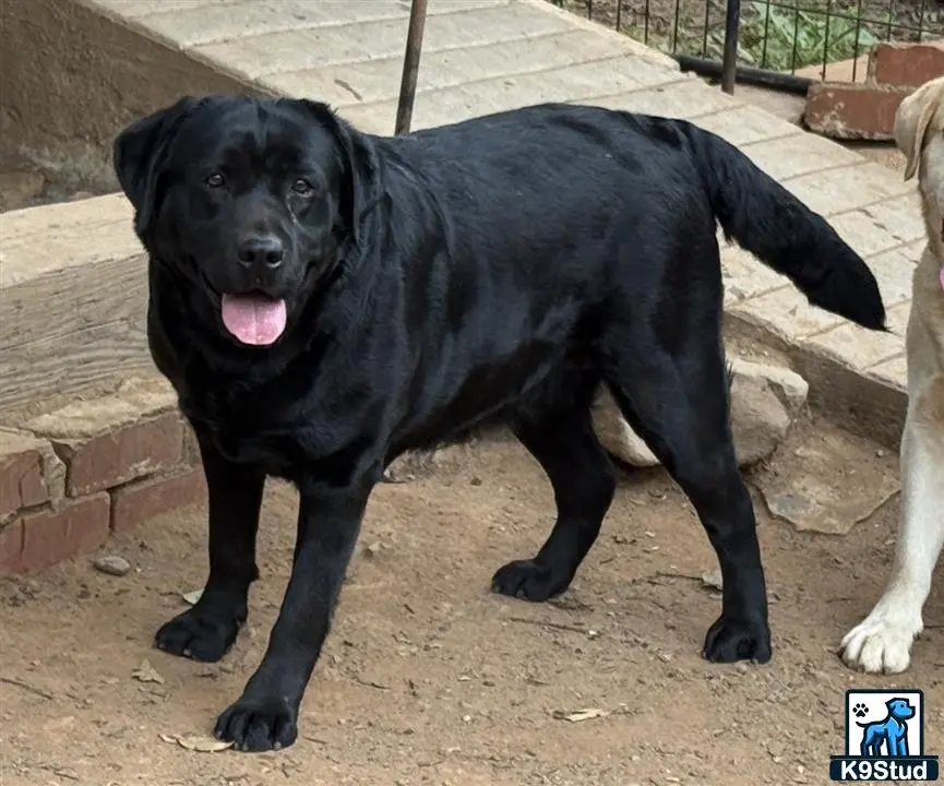 Labrador Retriever