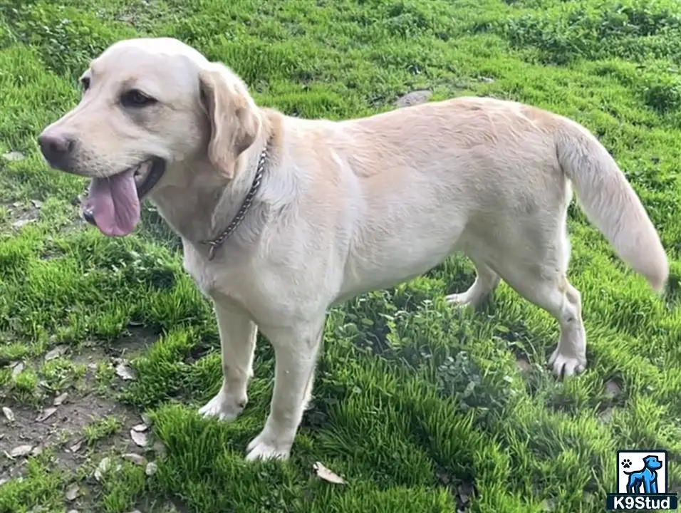 Labrador Retriever puppy for sale