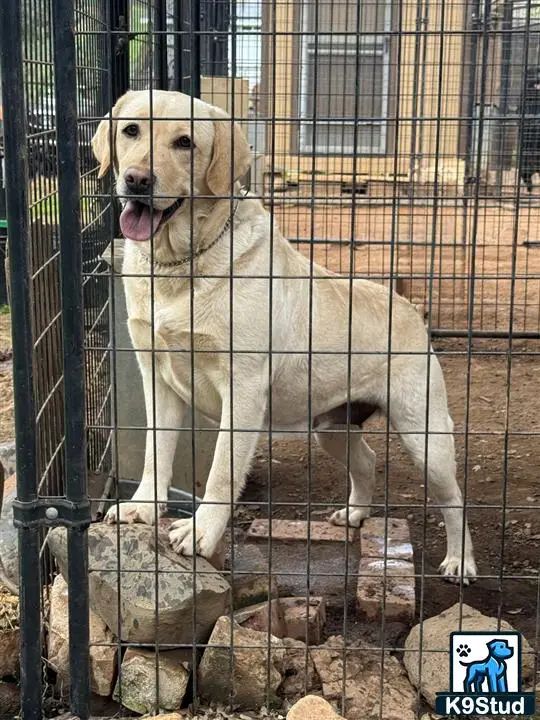 Labrador Retriever puppy for sale: Yellow Labrador Retriever standing in a kennel with a happy expression