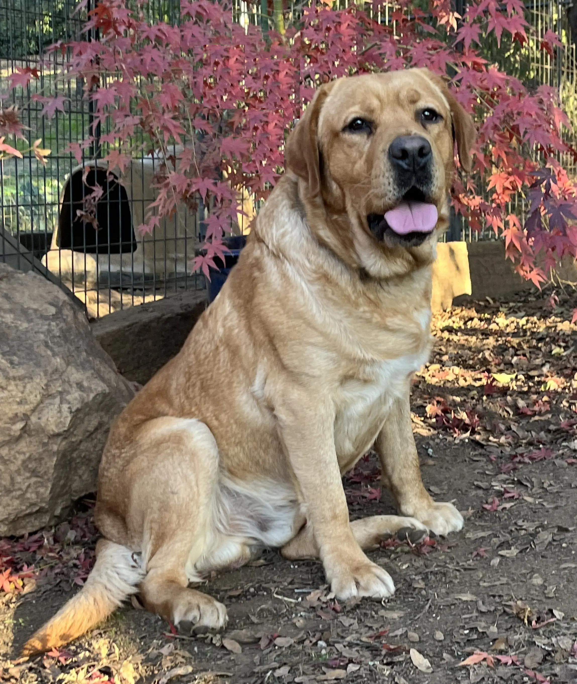 Labrador Retriever puppy for sale: Golden Labrador Retriever sitting beside colorful autumn leaves