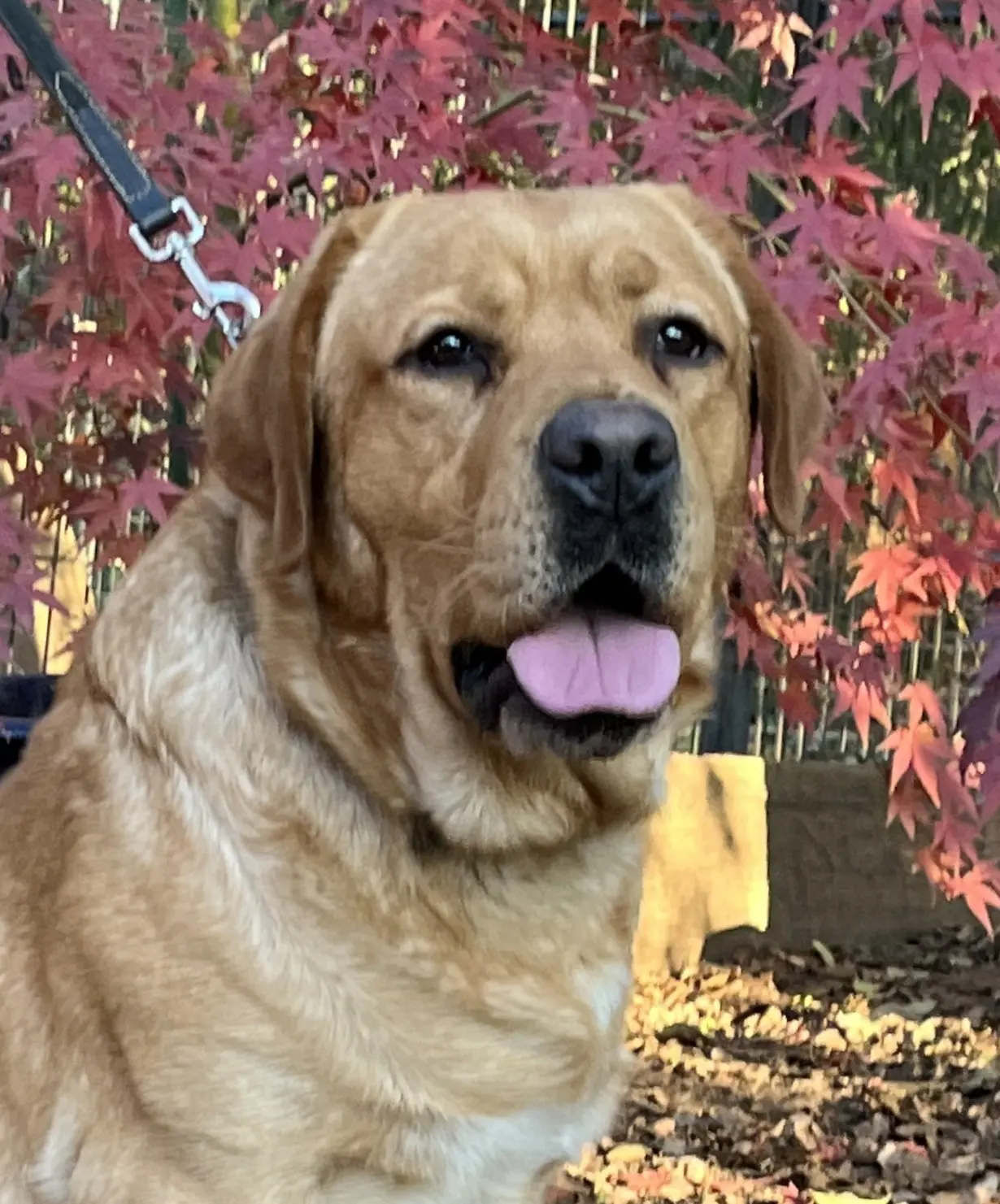 Labrador Retriever puppy for sale: Labrador Retriever with a golden coat in a garden setting