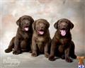 labrador retriever puppy posted by rufflabs