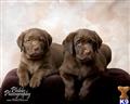 labrador retriever puppy posted by rufflabs