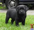 labrador retriever puppy posted by rufflabs