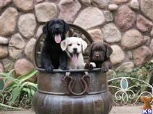 labrador retriever puppy posted by rufflabs