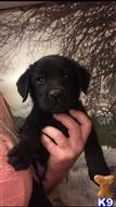 labrador retriever puppy posted by rufflabs