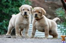 labrador retriever puppy posted by rufflabs
