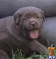 labrador retriever puppy posted by rufflabs