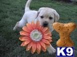 labrador retriever puppy posted by rufflabs