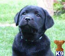labrador retriever puppy posted by rufflabs